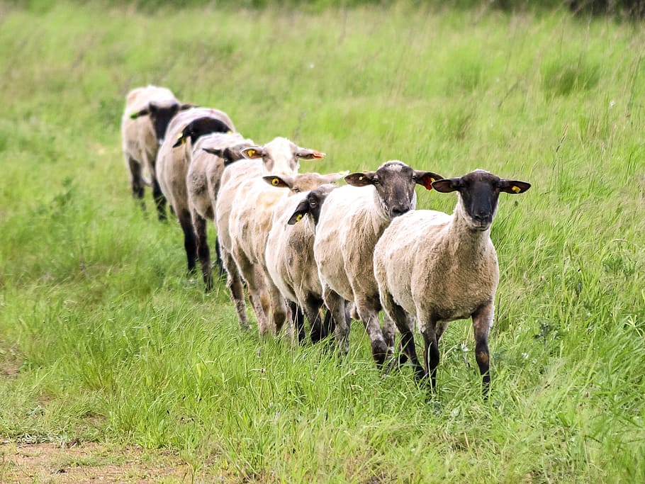 walking, line, grass, Sheep, Livestock, Mammal, Animal, Nature, agriculture, farm