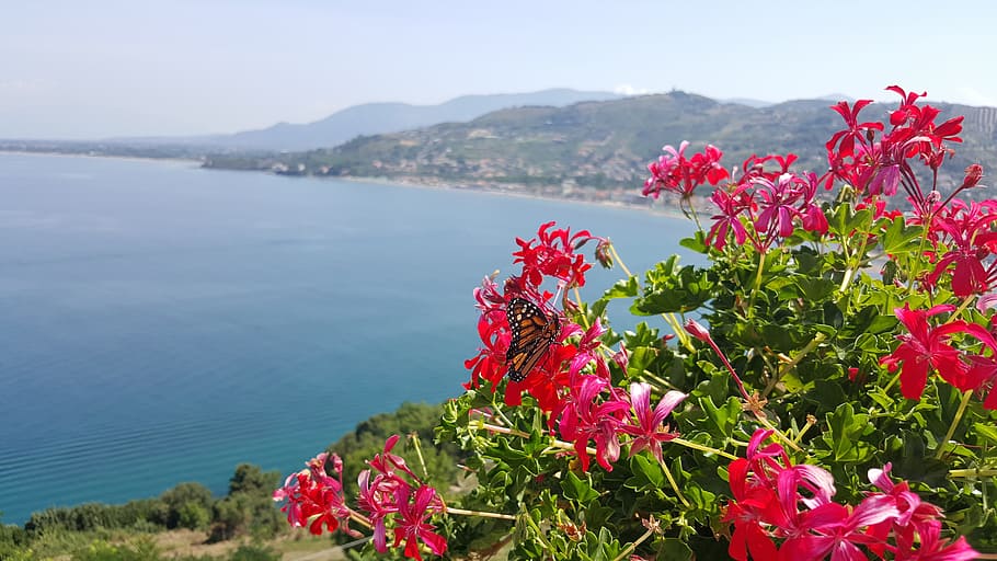 イタリア, その瞬間, サミーがブーティメタリカを望んでいる場合, 花, 自然の美しさ, 顕花植物, 植物, 自然, 鮮度, 水