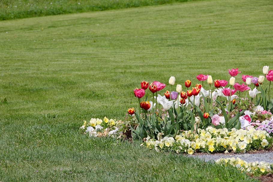 Tulipanes, Tulipa, tulpenzwiebel, tulipán de cría, púrpura, blanco, schnittblume, prado, flor, hierba