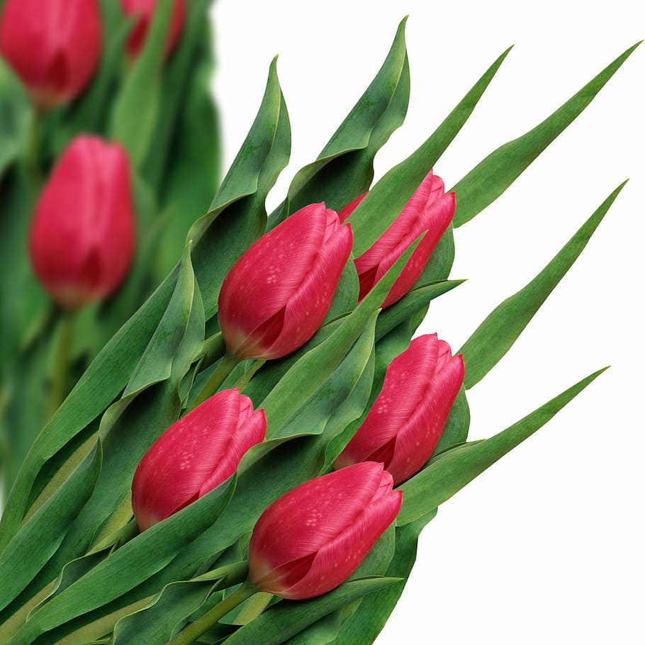 close-up photo, red, tulips, tulip, flowers, spring, plant, white background, blossom, bouquet of flowers