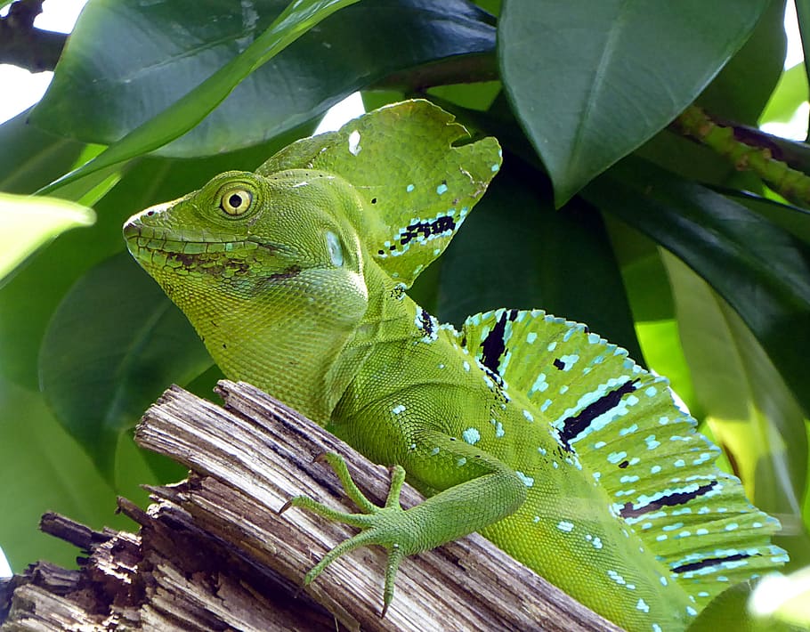 lizard, basil, green, reptile, costa rica, animal, green color, animal themes, vertebrate, leaf