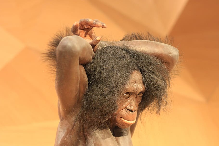neanderthal, stone age, caveman, museum, figure, people, adult, portrait, colored background, mammal