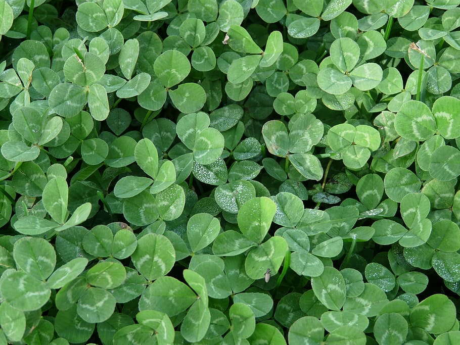 green leafed plant, klee, lucky clover, shamrocks, red clover, fodder plant, green, meadow, drip, dewdrop