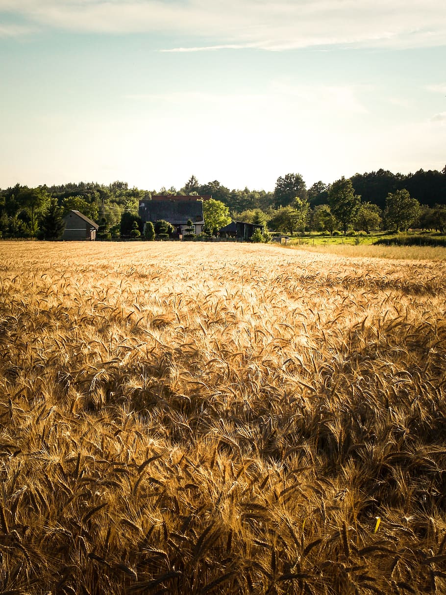 campo de trigo marrón, pueblo, maíz, paisaje, pueblo de Polonia, cosecha, verano, agricultura, cereales, el cultivo de