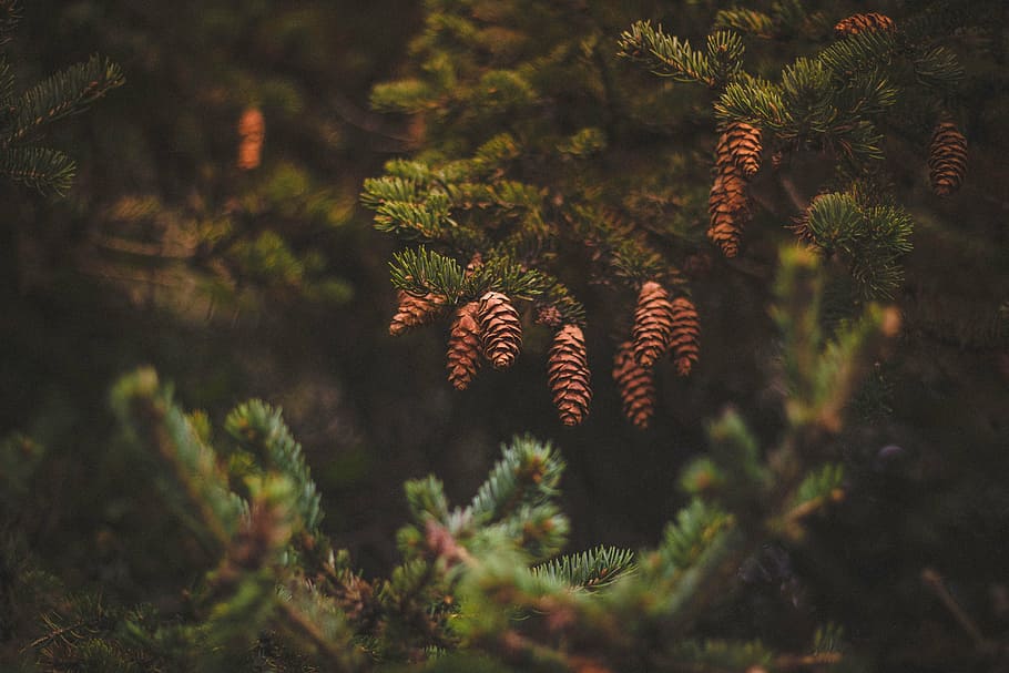 closeup, photography, brown, pine cones, view, pine, cones, cone, green, tree