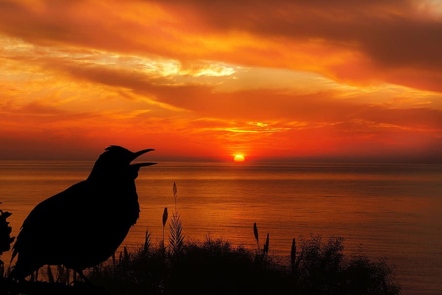 silhouette photography, bird, sea, sunset, blackbird, silhouette, sky, orange, black, nature