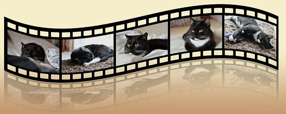 tuxedo cat collage, collage, cat, black and white, animal shelter, animal welfare, adidas, cute, portrait, domestic cat