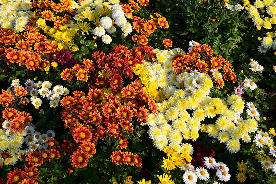 flower, chichewa live, vivid color, flowers, plant, macro, autumn flowers, nature, flower picture, background