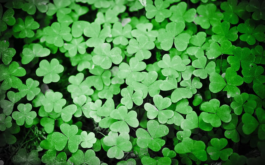 緑のクローバーの葉, クローバー, 緑, 植物, パトリック, 休日, 葉, アイルランド, 運, シャムロック