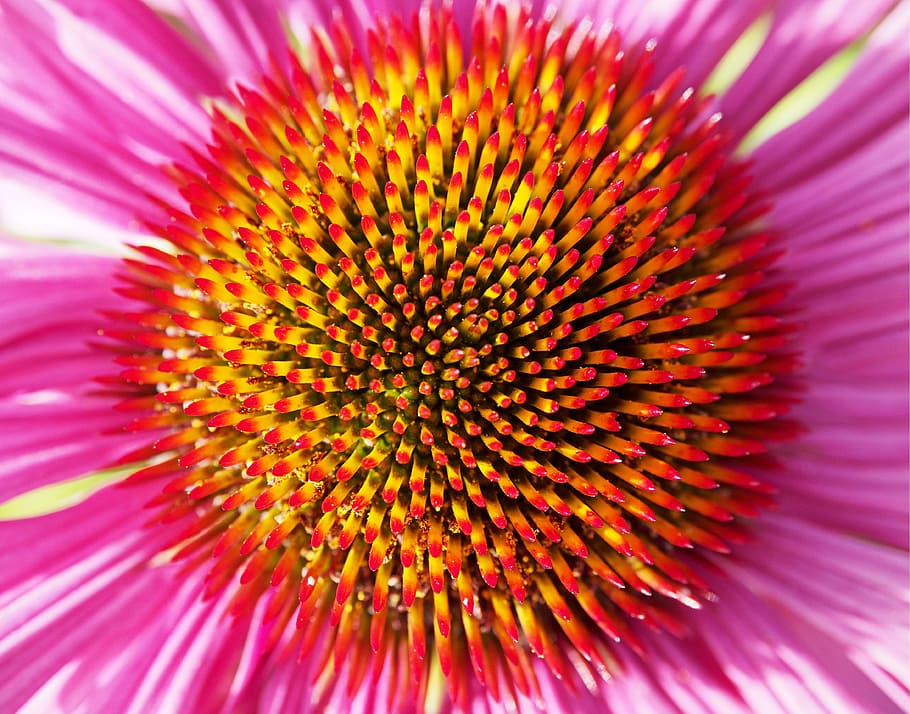 macro photo, pink, coneflower, bloom, flower, explosion, burst, colour, color, colourful