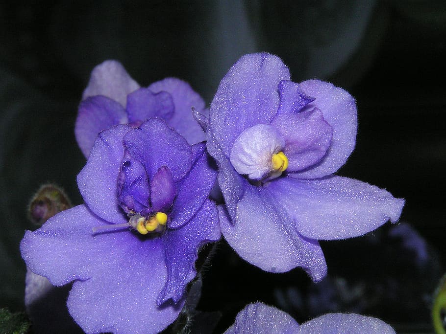 violeta africana, flor, margarita, naturaleza, floraciones, flores, floración, primavera, jardín, planta