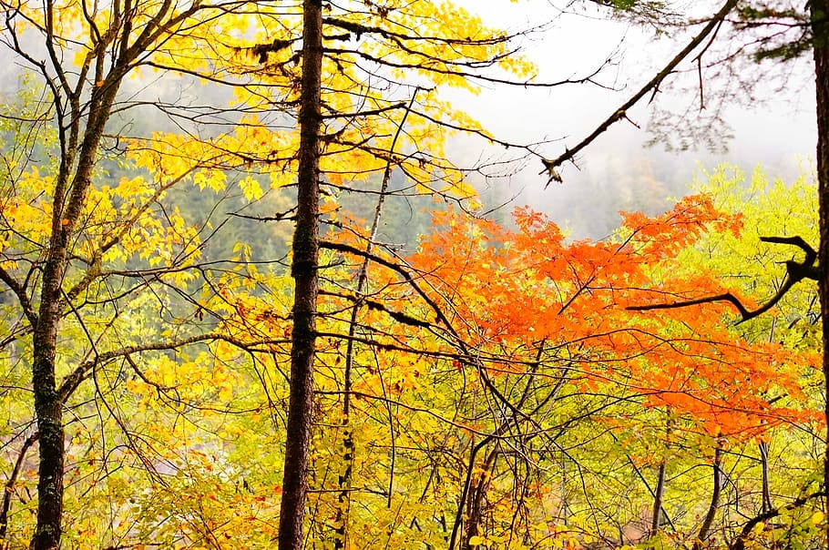 Maple, Jiuzhaigou, autumn, tree, leaf, change, forest, nature, plant, beauty in nature
