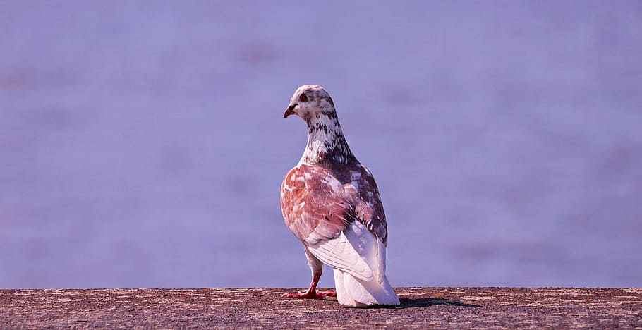 shallow, focus photography, brown, white, pigeon, dove, rhine, boot, powerboat, water