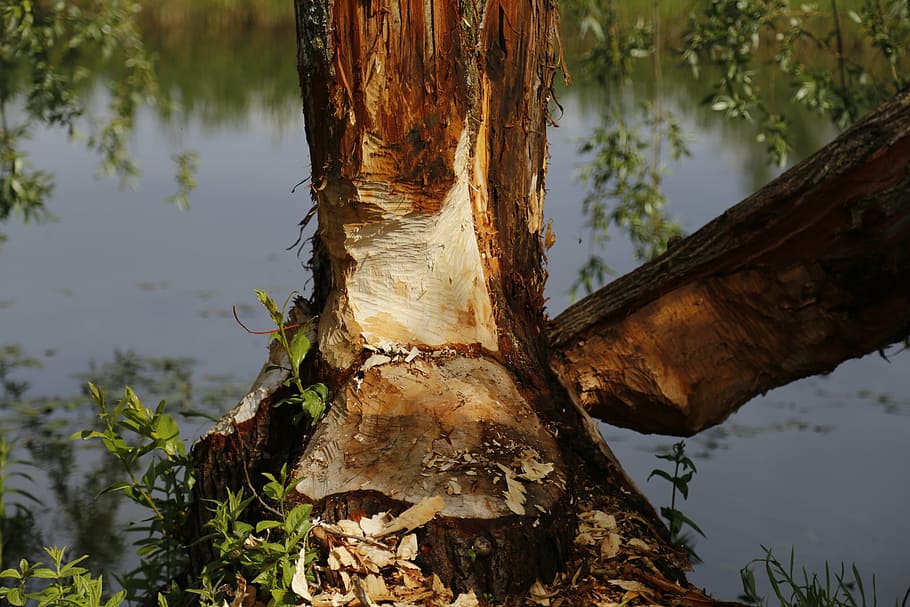 beaver, tree, nature, water, wood, nager, beaver damage, plant, lake, tree trunk