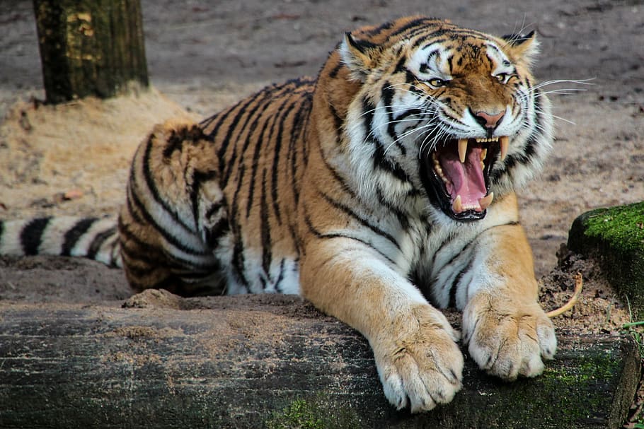 roaring, tiger, daytime, predator, animal, tooth, roar, dangerous, aggressive, fangs