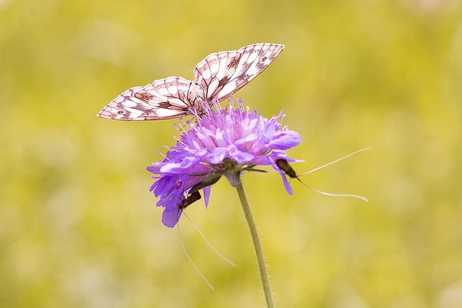 selective, focus photography, paperkite butterfly, perched, purple, petaled flower, Butterfly, Chess Board, edelfalter, nature