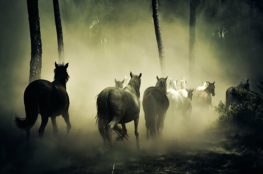 黒, 白, 馬の絵, 馬, 動物, 自然, 4脚, 馬の群れ, 動物のテーマ, 家畜