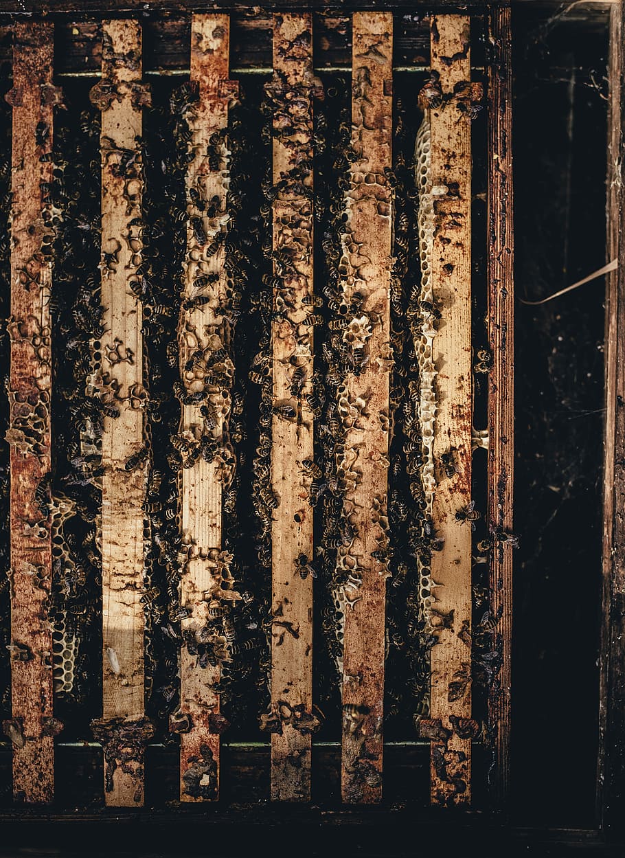 paleta marrón, marrón, paleta, colmenas, abejas, negro, madera, fondos, sucio, viejo