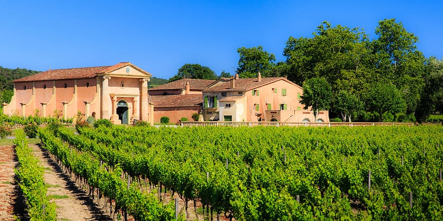 bertaud belieu, wine, vineyard, st tropez, plant, architecture, building, house, rural scene, building exterior