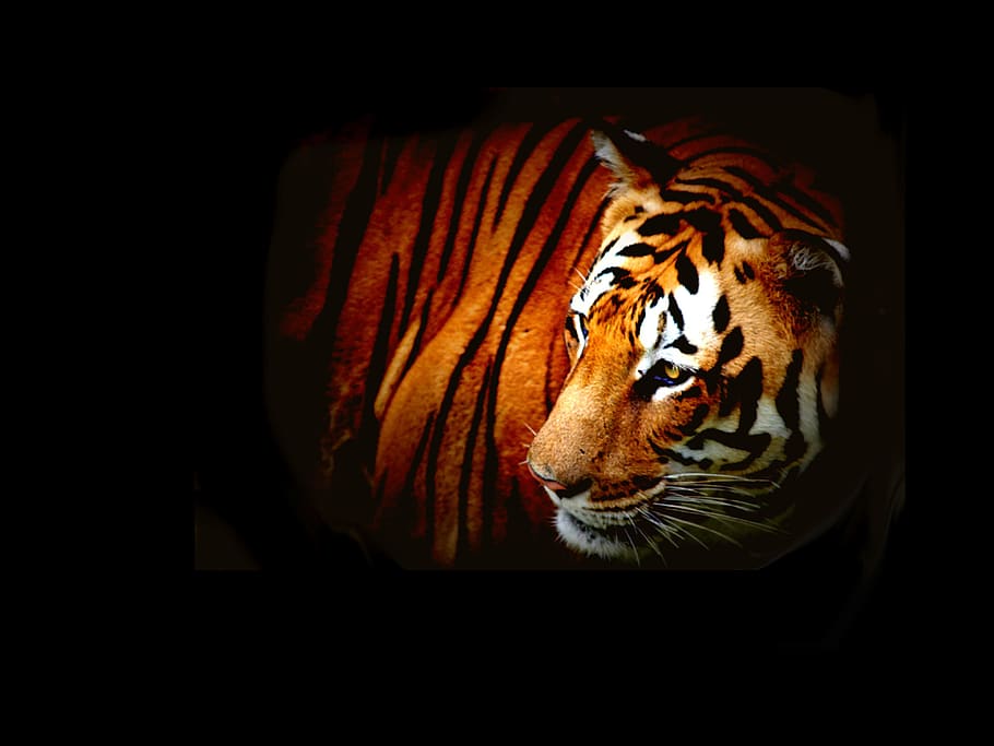 tiger, wild, wildlife, animal, nature, mammal, cat, predator, striped, stripes