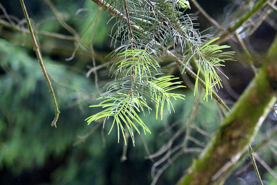 needles, coniferous tree, branch, conifer, tree, nature, green, forest, plant, closeup