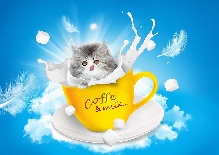 ilustración del gato, gato, leche, taza de té, persa, idioma, azúcar, cielo, azul, amarillo