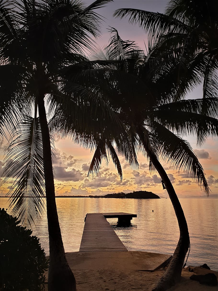 tahití, bora bora, pontón, mar, viaje, paraíso, vacaciones, playa, destino, palmeras