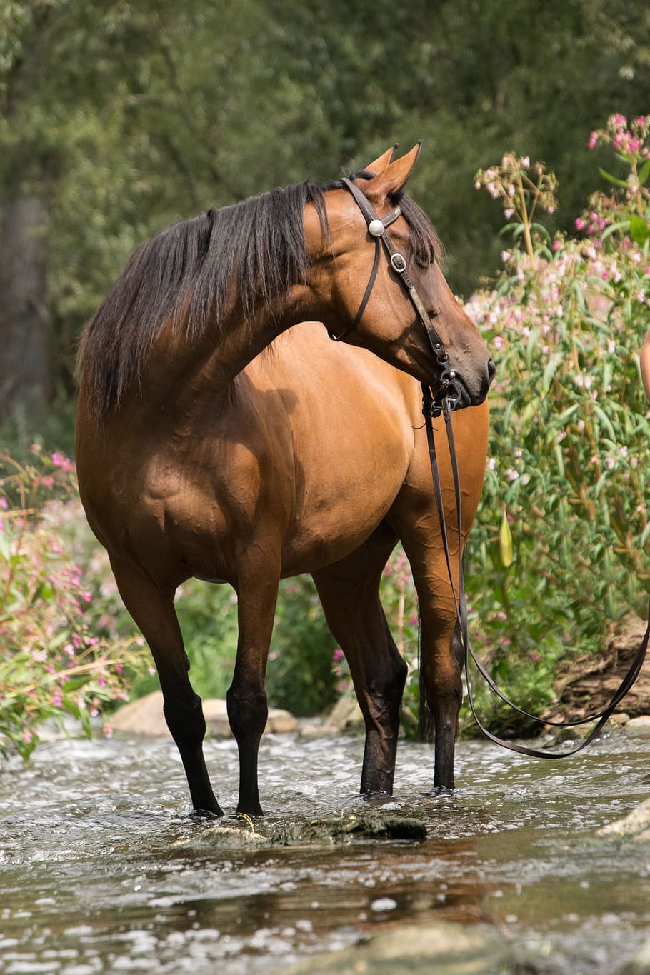 horse, river, water, bach, swim, brown, animal, bridle, western, ride