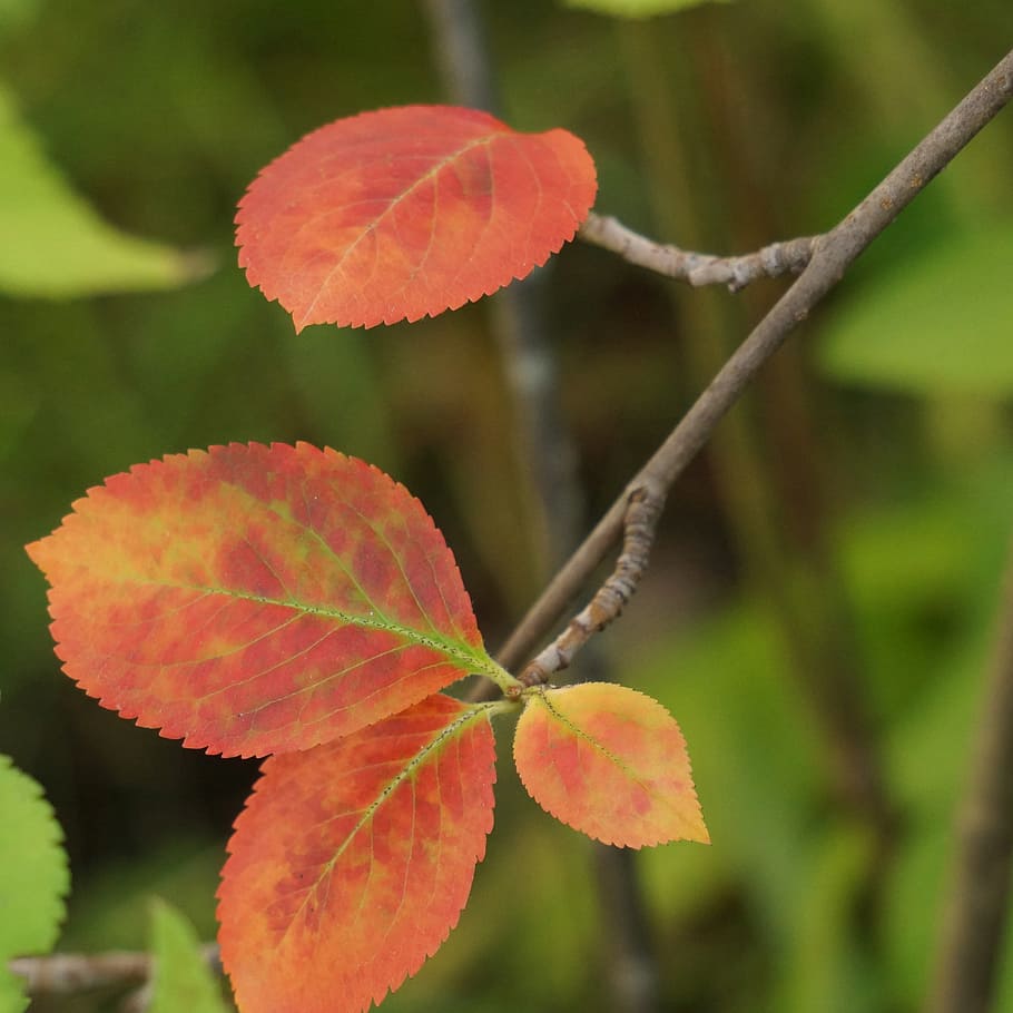 autumn, red leaves, aronia, fall colors, plant, close-up, leaf, plant part, growth, beauty in nature