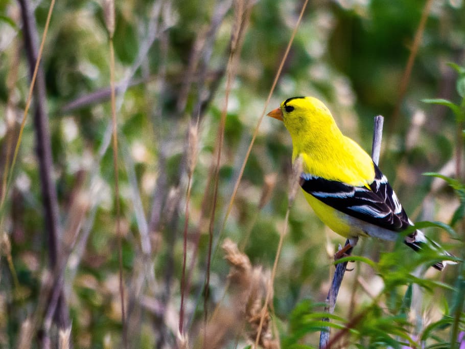 goldfinch, finch, bird, wildlife, songbird, animal, yellow, family, feather, beak