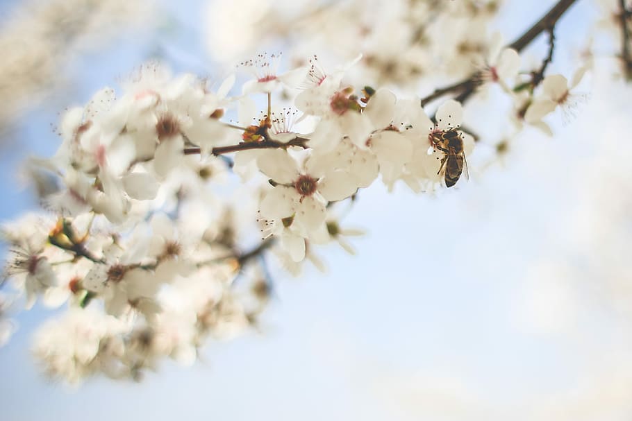 Lebah Madu, Penyerbukan, Pohon Apel, lebah, mekar, bunga, alam, musim semi, pohon, cabang