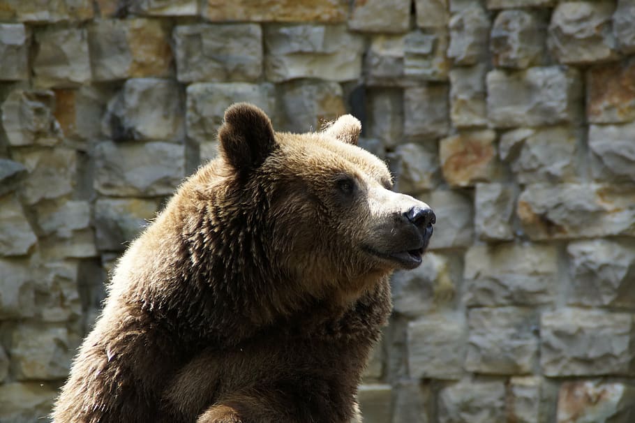 beruang, grizzly, grizzly bear, hewan, kebun binatang, teddy, mamalia, predator, bulu, binatang buas