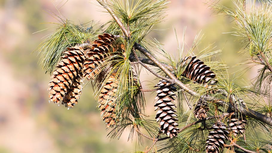 pine, pine cones, gymnospermae, pinecone, tree, plant, nature, animal wildlife, animal, animal themes