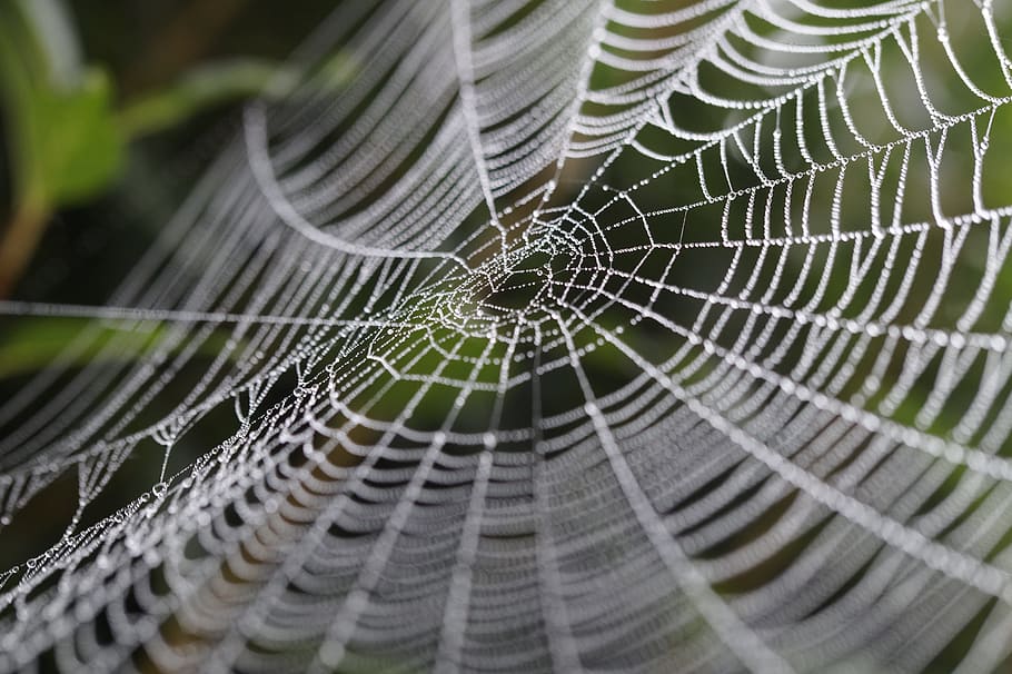 selective, focus photography, water droplets, spider web, cobweb, wheel spider, network, orb web, dewdrop, drip