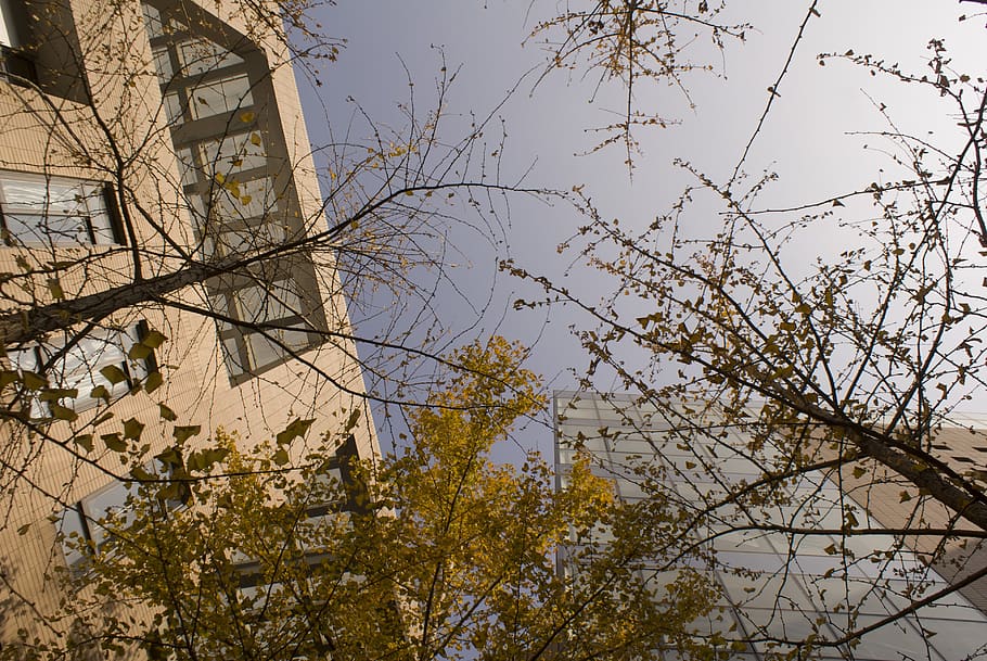 ginkgo, otoño, amarillo, árbol, exterior del edificio, arquitectura, estructura construida, vista de ángulo bajo, edificio, rama