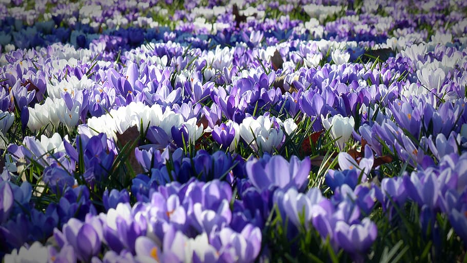 blanco, púrpura, campo de flores, azafrán, jardín, flores, temprano a la izquierda despierto, primavera, naturaleza, flor de primavera
