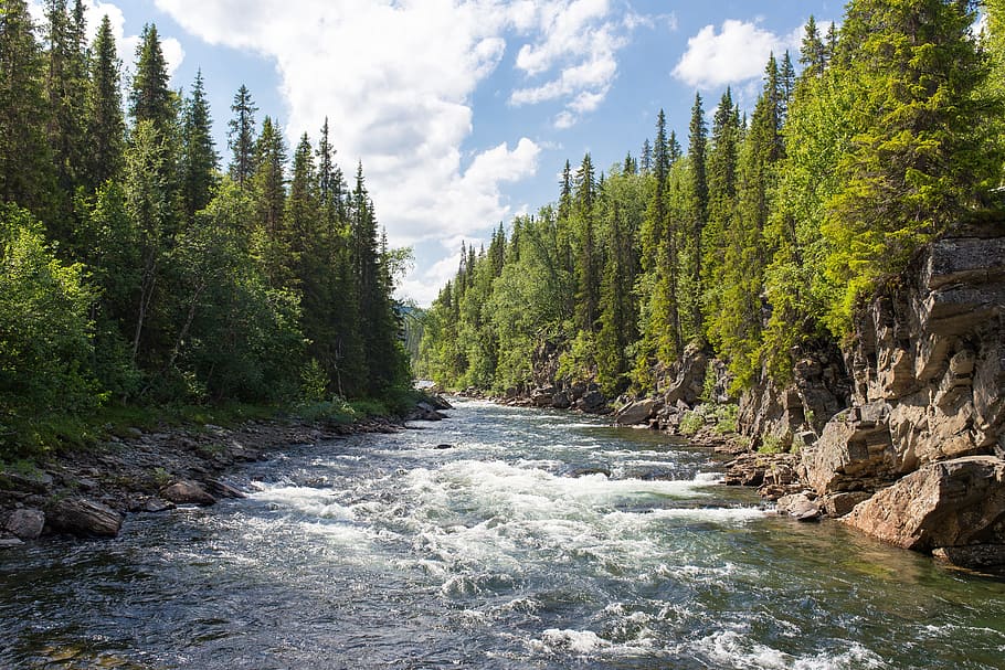 river, surrounded, green, leaf trees, blue, white, cloudy, sky, daytime, rapids