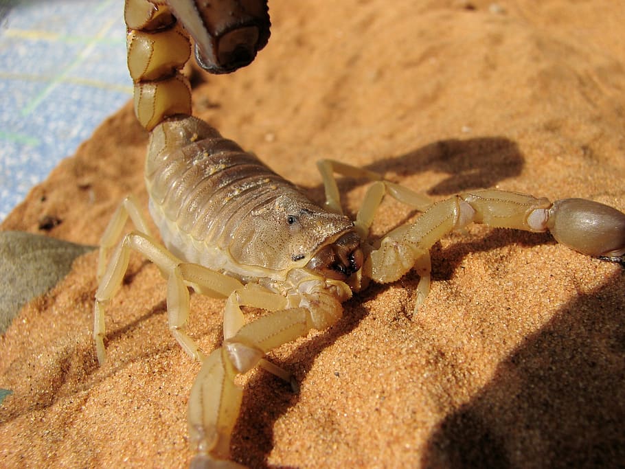 beige, scorpion, sand, scorpio, pregnant female adult, toxic venom, often fatal, yellow scorpion, androctonus australis, pregnant female