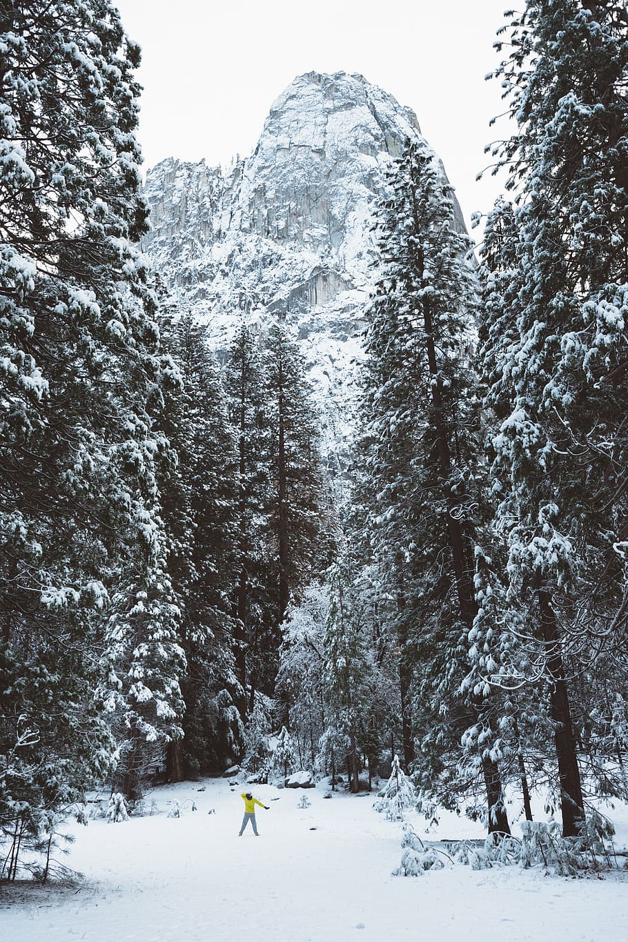person, forest trees, winter, snow, cold, weather, trees, forest, woods, travel