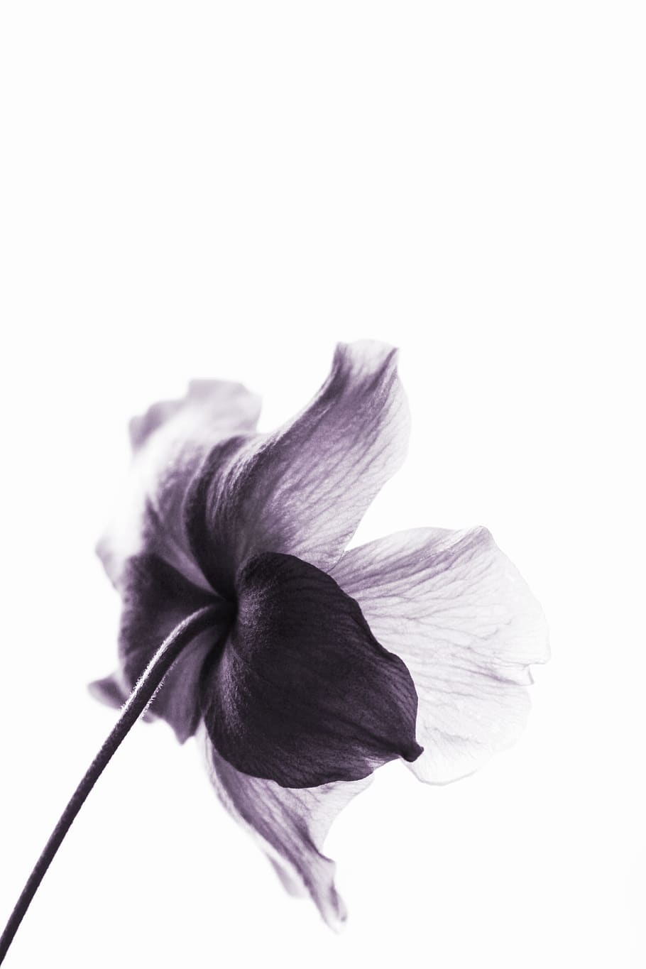violet, flower, purple, floral, flora, bloom, minimal, minimalist, white, background