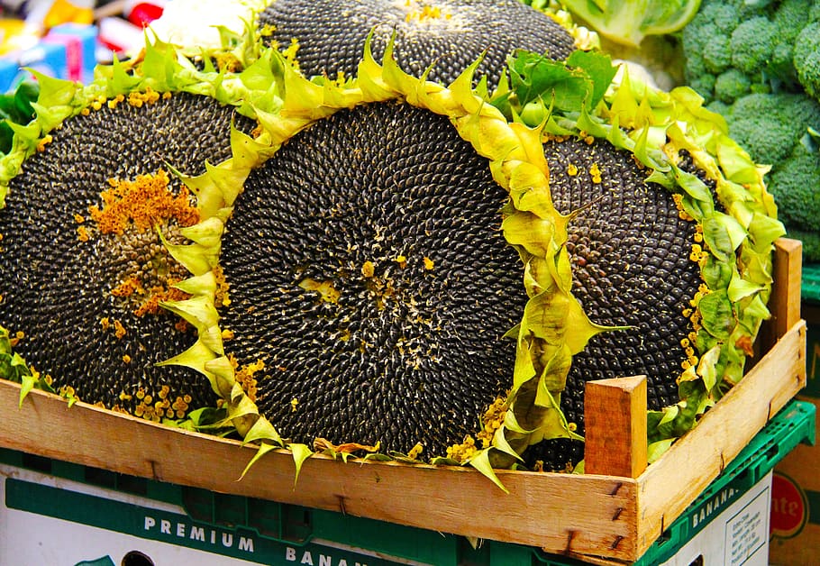bunga matahari, biji, pasar, stary Kleparz, tradisional, lokal, krakow, Polandia, Eropa Timur, perjalanan