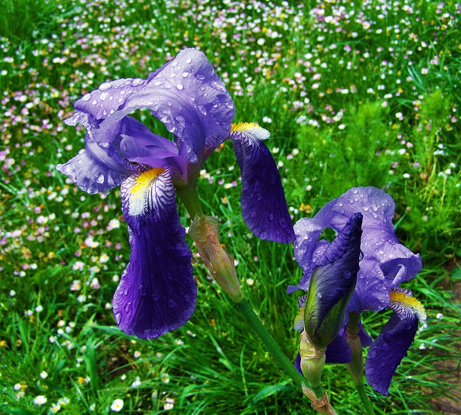 fleur-de-lis, a bluish-purple flower, spring flower, plant, flowering plant, flower, purple, growth, petal, fragility