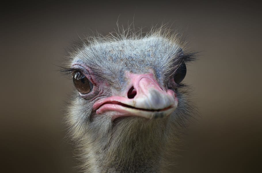 gray, ostrich, head, focus photo, bird, portrait, beak, neck, nature, wild
