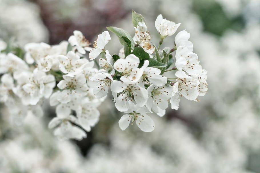 selective, focus, white, flowers, photography, cherry, blossoms, nature, branches, stems