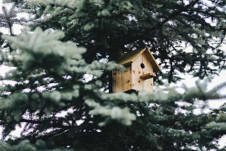 Casita para pájaros, árbol, pájaro, caja, madera, naturaleza, casa, nido de animales, madera - Material, exterior