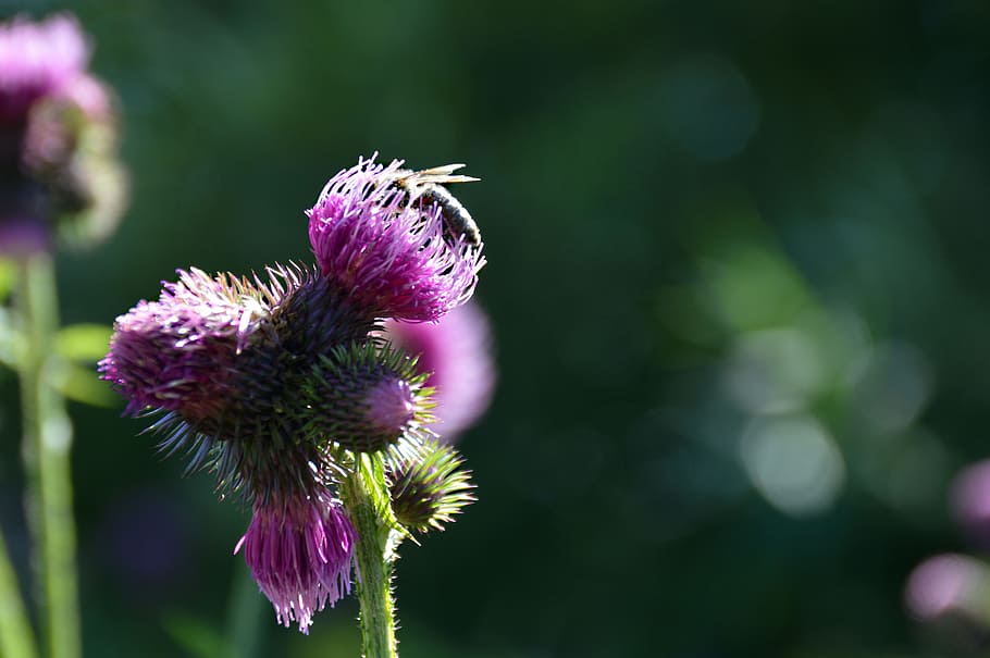 bee, diestel, close, insect, honey, nature, thistle bud, pollination, blossom, bloom
