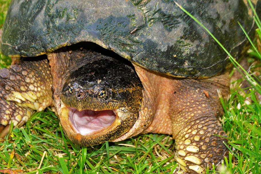 turtle, snapping turtle, snapping, large, closeup, angry, snapper, large turtle, reptile, mouth