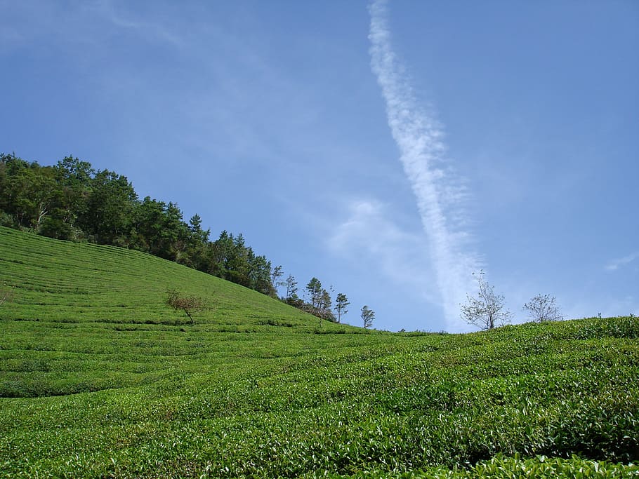 green, grass field, stratus clouds, green tea plantation, cloud, serenity, sky, boseong, nature, agriculture