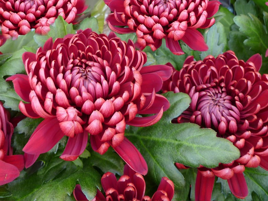 red, flowers, green, leaves, green leaves, chrysanthemum, chrysanthemums, dark red, flower, blooms
