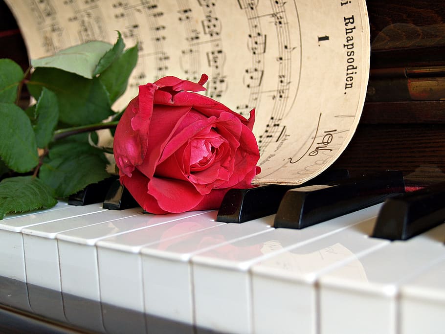 red, rose, flower, musical, notes, piano, sheet music, old, vintage, antique